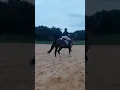 Cherry Acres Class 31 Green Horse Hunter Brandi Sturdivant Kupid Shuffle