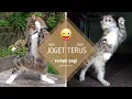 KUCING JOGET LUCU BIKIN NGAKAK