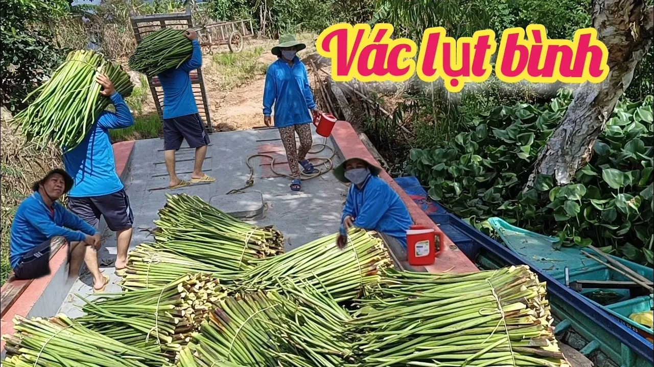Vác lụt bình miền Tây