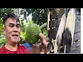 Download Lagu Awal Pagi Bagi B4B1 Makan // Mengambil Sayur Di Kebun // Happy BS Kita Bawa Buah Pulur Buat Lauk❤️