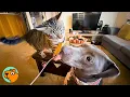 No One Wanted To Be Friends With “Scary” Pitbull, Until Cat Comes In | Cuddle Buddies