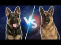Male Vs Female German Shepherd 10 Differences Between Them