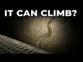 Something in American Ponds Climbed a 48-Foot Wall to Get There