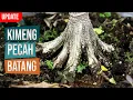 Update! Bahan Bonsai Kimeng Pecah Batang - Desember 2020
