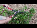 How and When to Prune Encore Azaleas - With Tips for Sun and Shade