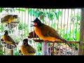 Download Lagu burung kutilang emas betina gacor suara tajam memanggil jantan