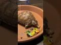 How To Meal Prep For Your Box Turtle - Proper Diet From A Vet