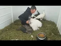 Clipping The Peacocks Wings