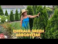 Emerald Green Arborvitae Plant Of The Week