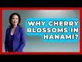 Download Lagu Why Cherry Blossoms In Hanami? - Japan Past and Present