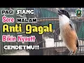 Download Lagu Pancingan CENDET pagi siang sore malam ANTI GAGAL bikin nyaut cendet mu!!!