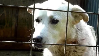 dog was crying for help but nobody heard him until one day