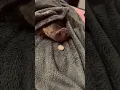 Download Lagu Pig smells food from under blanket and grabs it! #shorts