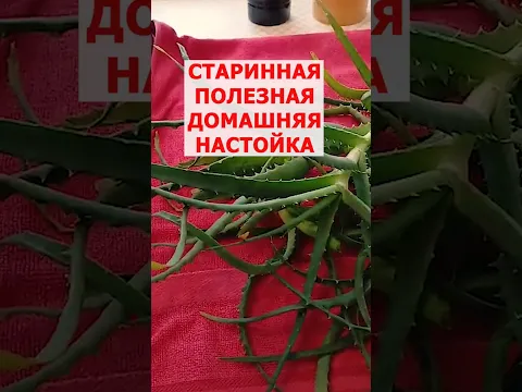 Почему многие до сих пор готовят эту настойку из алоэ? #алоэ #народныйрецепт #lovisovet #мед