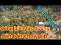 Download Lagu Sầu riêng toang rồi bán nhanh còn kịp nhé bà con