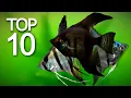 Top 10 Beautiful Angel Fish