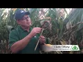 Evaluation of Corn Plants for Crown and Stalk Rots