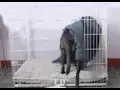 Dogs gif