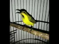 Download Lagu pikat burung SOGON kombinasi burung kemade/cabe\
