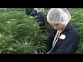 Graduates of Alberta cannabis production program on the job