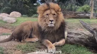 أسد الغابة   ملك القوة والشجاعة دندنها