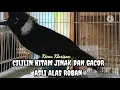 Cililin Hitam asli alas roban