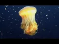 Deep Ocean: 10 Hours of Relaxing Oceanscapes | BBC Earth