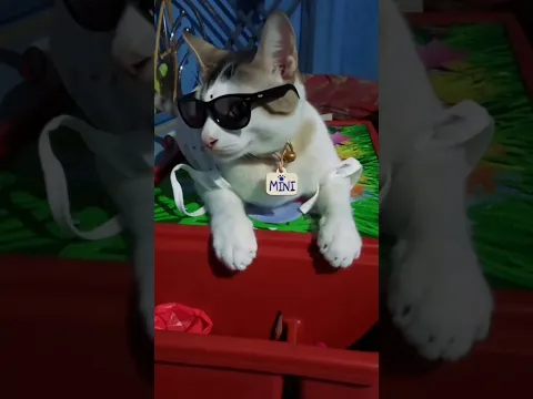 kala chosma ll cute cat shorts
