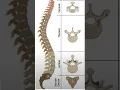 Human Vertebral Column Structure and Classification