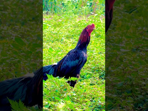 Rooster Crowing Sounds #roostersound