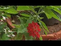 Download Lagu terrace garden tour complete makeover by me #trending #youtube #viral #viralvideo #youtubeshorts #yt