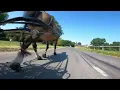 Carriage Driving with Equine Fusion All Terrain Ultra Jogging Shoe