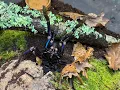 Download Lagu Chilobrachys natanicharum, Electric blue Tarantula   rehouse and care