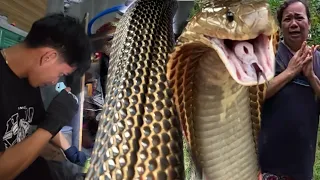 INAGAWAN NA SILA NG BAHAY NG MGA COBRA HINDI NA NILA MATULUGAN ANG KANILANG BAHAY