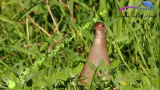 صوت طائر مرعة الغيط  دندنها