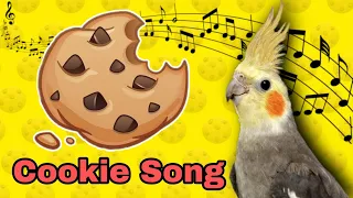 Cookie Song จ งเจอร ป ดๆ Cookie Cookie Cockatiel Training Sound Cockatiel Training Songs 