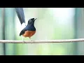 Download Lagu MURAI FIGHTER KETREKAN KASAR SEKALI PANCING LANGSUNG IKUT NGLAWAN | SHAMA BIRD