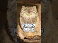 Download Lagu KUCING PALING JUTEK DI DUNIA! 😡 #shorts