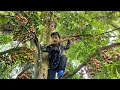 Download Lagu Nam goes into the forest to pick sweet, beautiful red strawberries to sell - Growing vegetable seeds