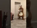 Download Lagu A big fat shaggy doggie finds a rabbit mask