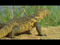 Download Lagu How Animals Cooperate to Survive | Animals Like Us