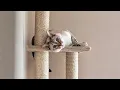 Cat confused by a peekaboo game Lynx point Siamese cat meowing