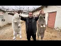 Download Lagu 🍽 Konijn koken - een koninklijk recept met een rijke smaak! 🐇🔥