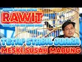 Download Lagu MURAI RAWIT STABIL JUARA MESKI SUSAH MABUNG | JUARA 4 DI PKM JAK ARENA KICAU