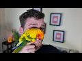 OWNING A SUN CONURE PROS CONS