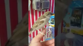 عصفور بري اليف وزاوج كناري المقطع منقول 