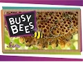 Busy Bees Bumblebees and Honeybees Amazing Animals SciShow Kids