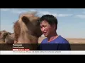 BBC WORLD NEWS - Homesick camel returns to owners