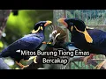Lagu Burung Tiong Emas Boleh Bercakap