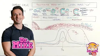 Female Reproductive Cycles Made Easy!
